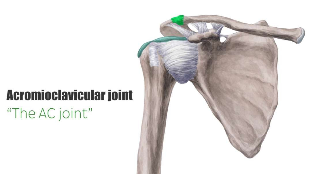 Acromioclavicular joint