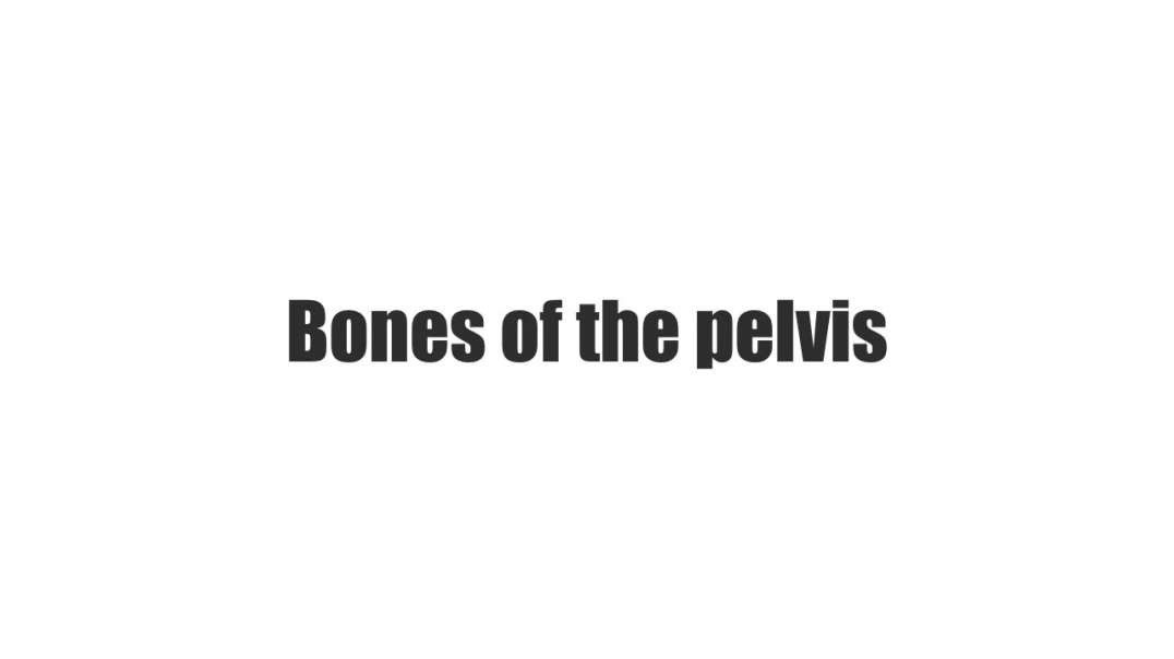 Bones of the pelvis