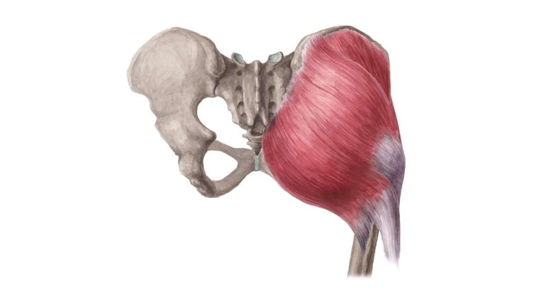 Gluteal muscles