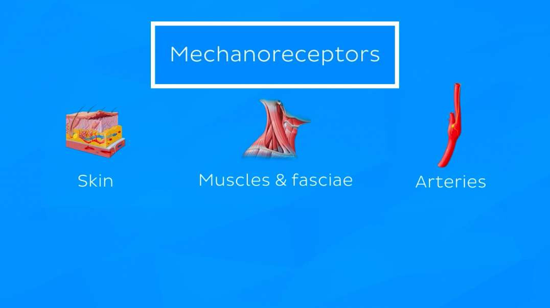 Peripheral mechanoreceptors
