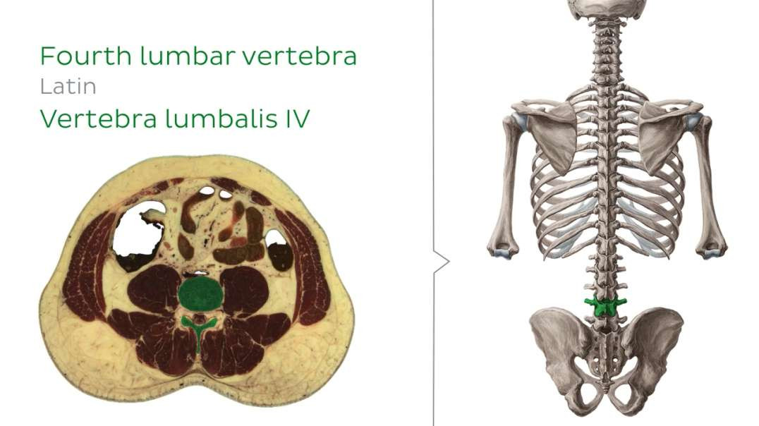 4th lumbar vertebra level