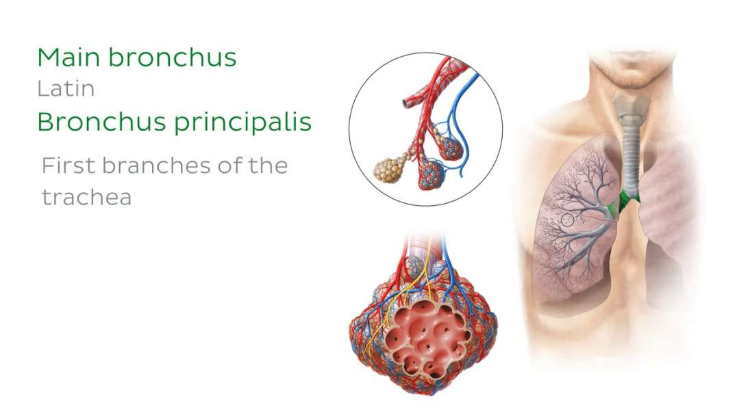 Bronchioles and alveoli