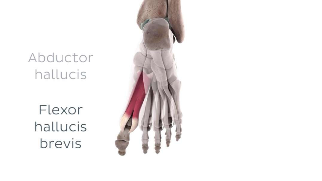 Functions of the medial plantar muscles