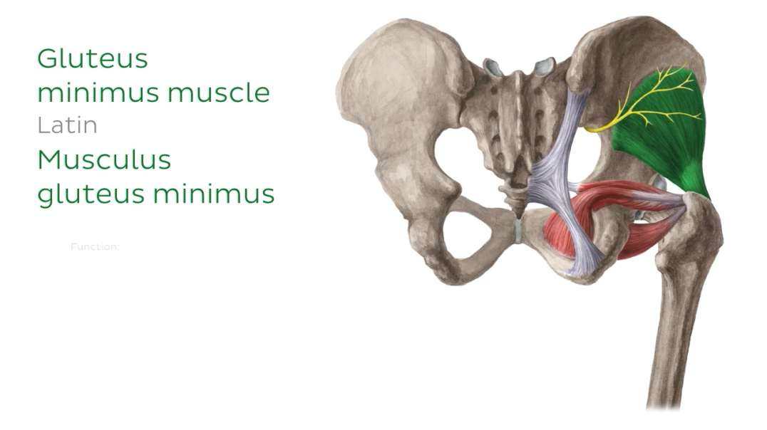 Main muscles of the lower extremity