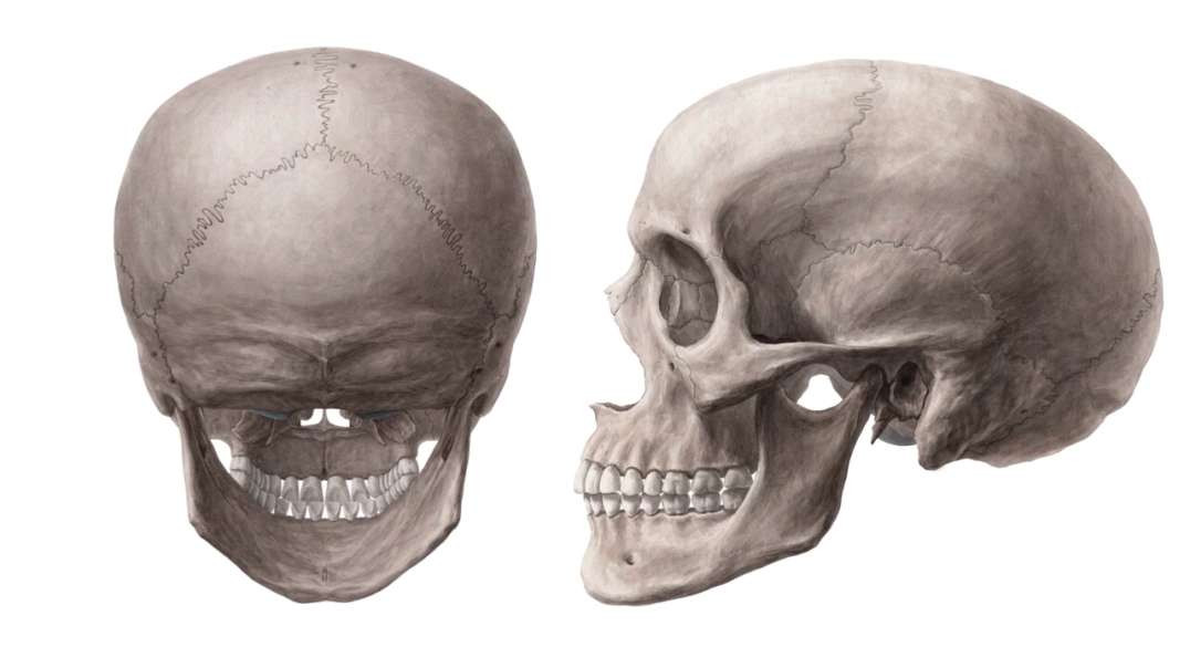 Posterior and lateral views of the skull