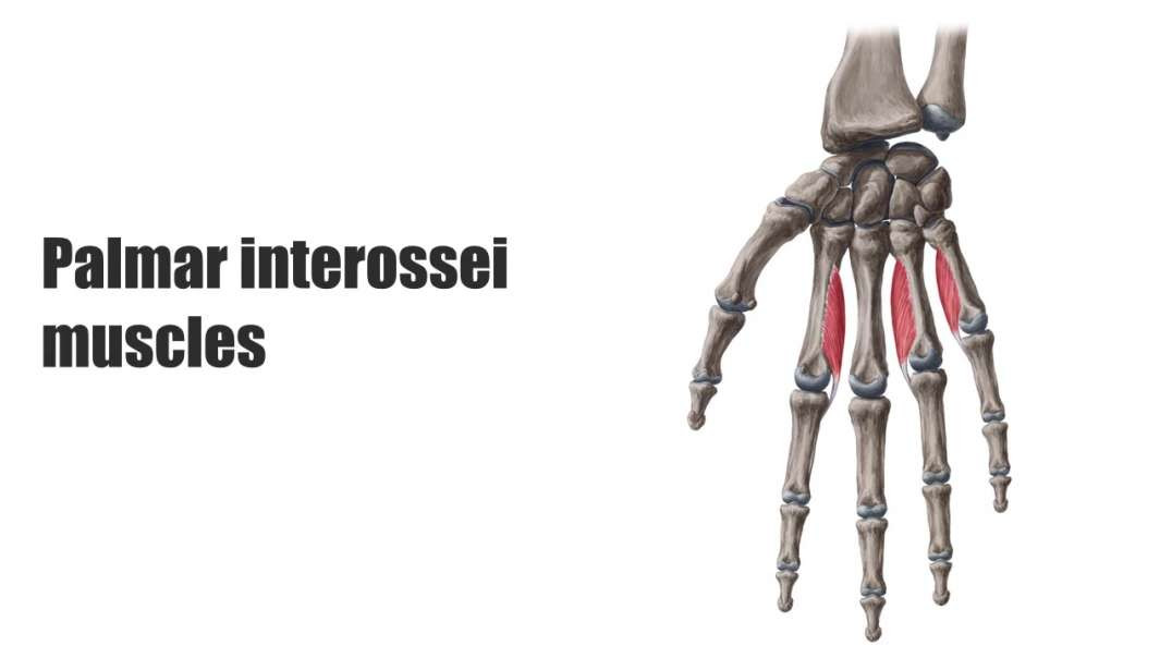 Palmar interossei muscles