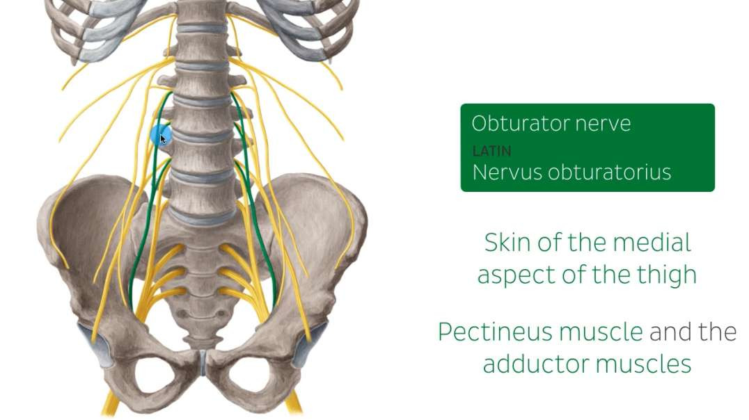 Nerves of the female pelvis