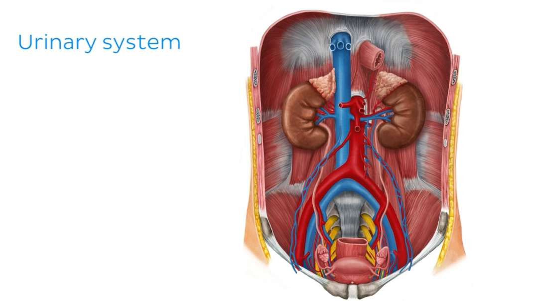 Urinary System