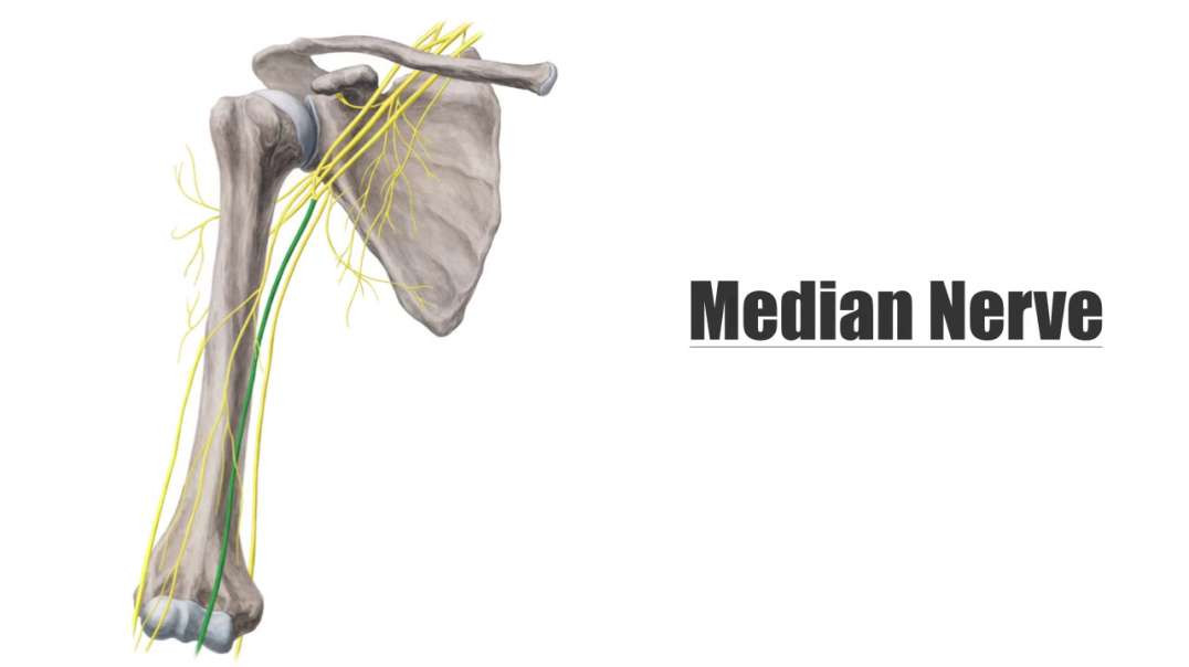 Median nerve