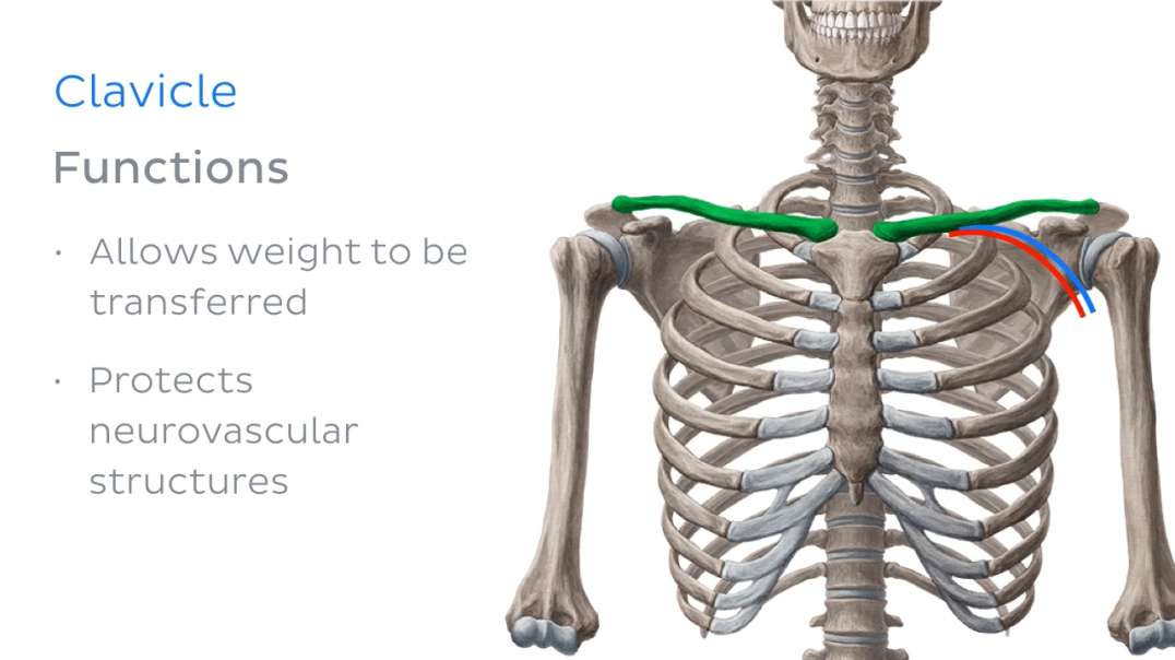 Clavicle