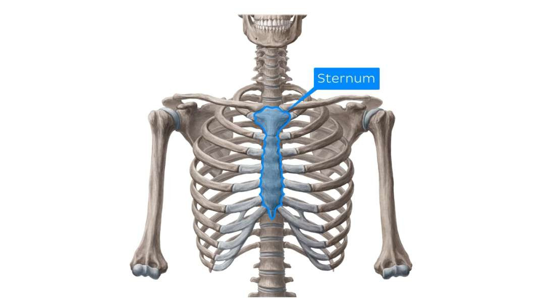 Sternum