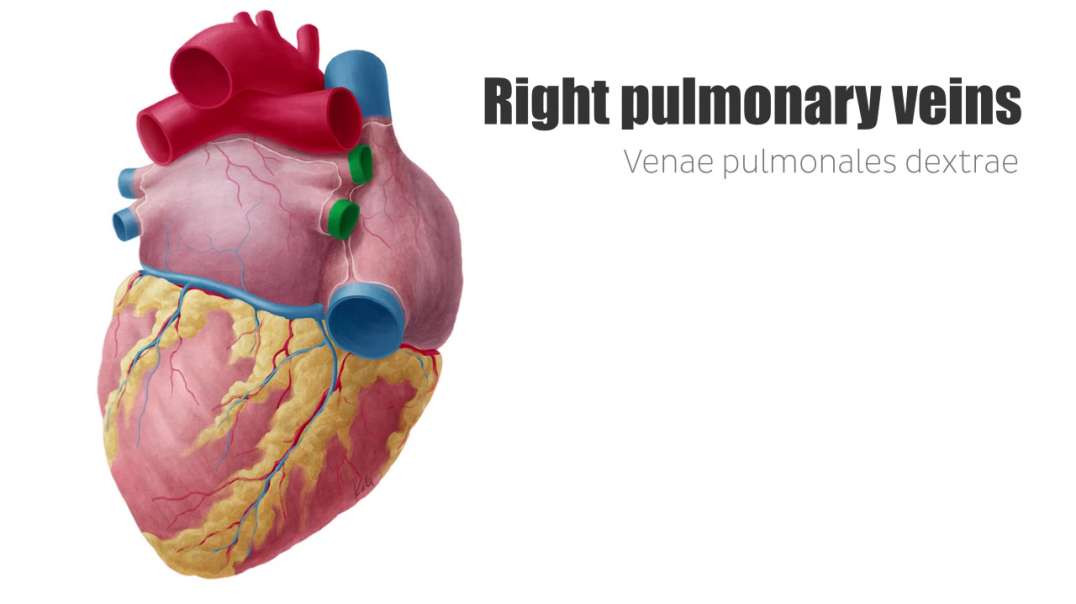 Left and right pulmonary veins