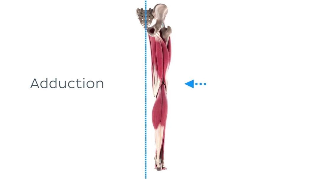 Functions of the central plantar muscles of the foot