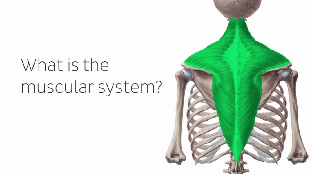 Introduction to the muscular system