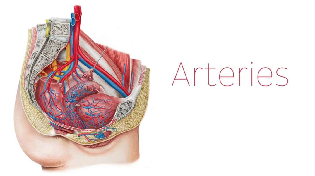 Blood vessels of the female pelvis