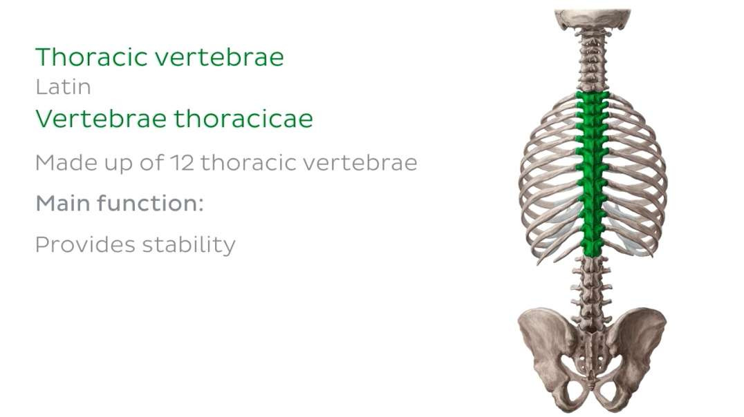 Thoracic and lumbar spines