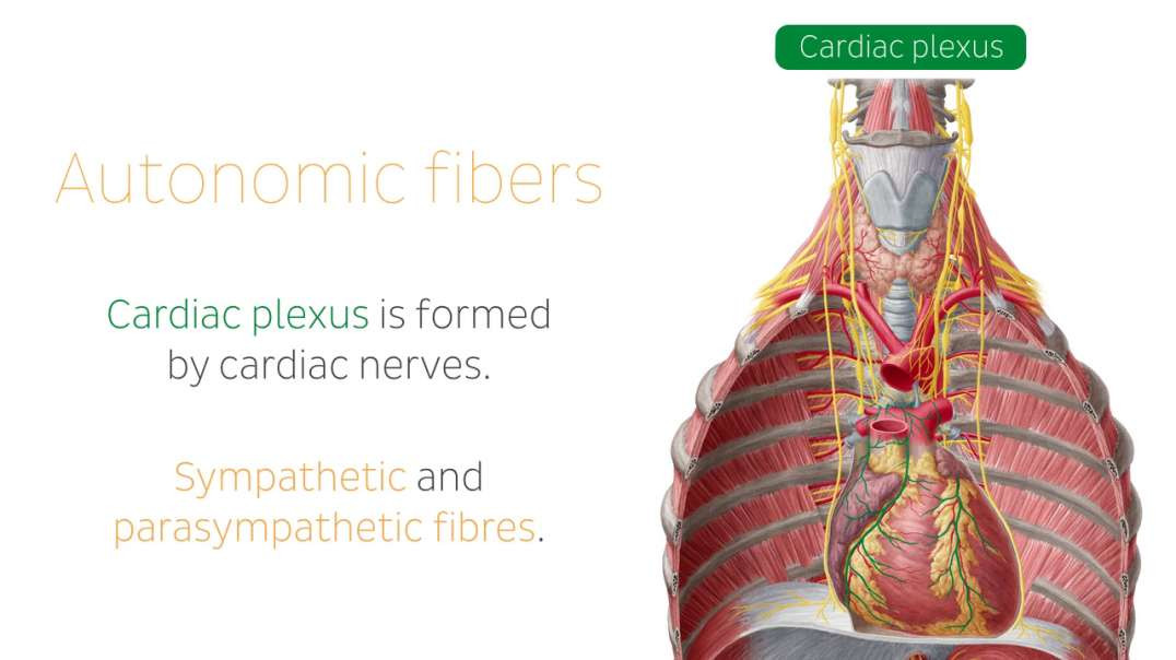 Innervation of the heart from