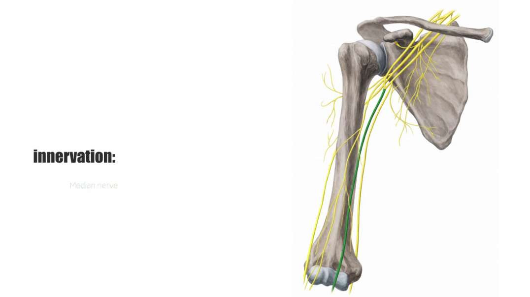 Flexor pollicis longus