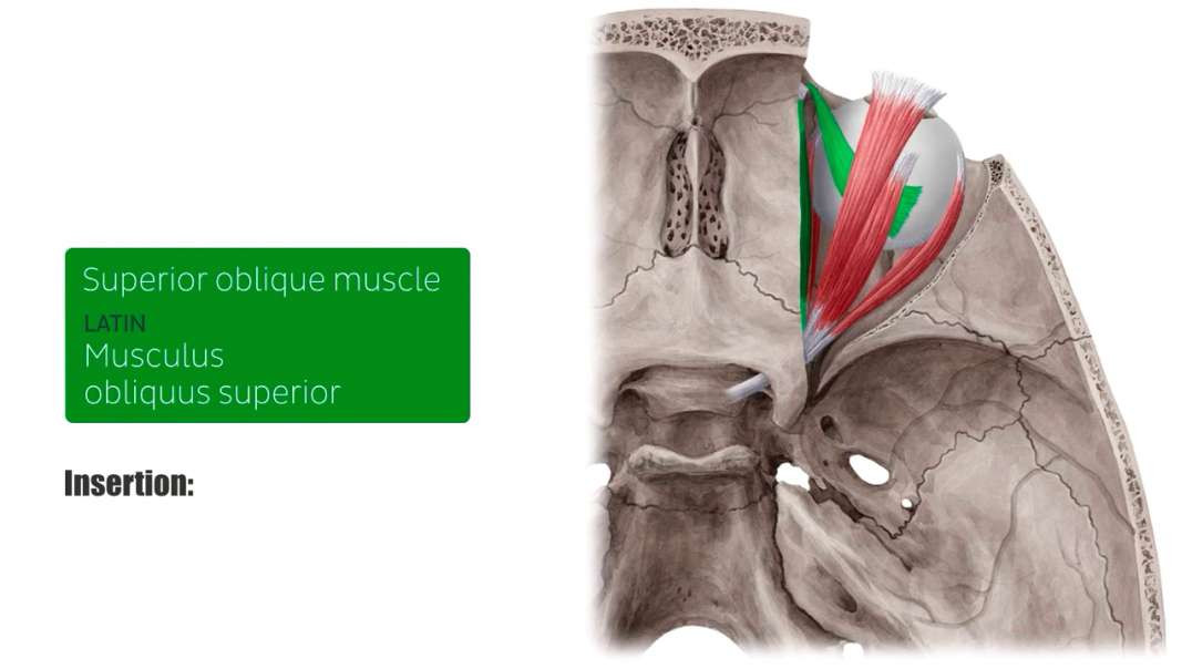 Superior oblique muscle