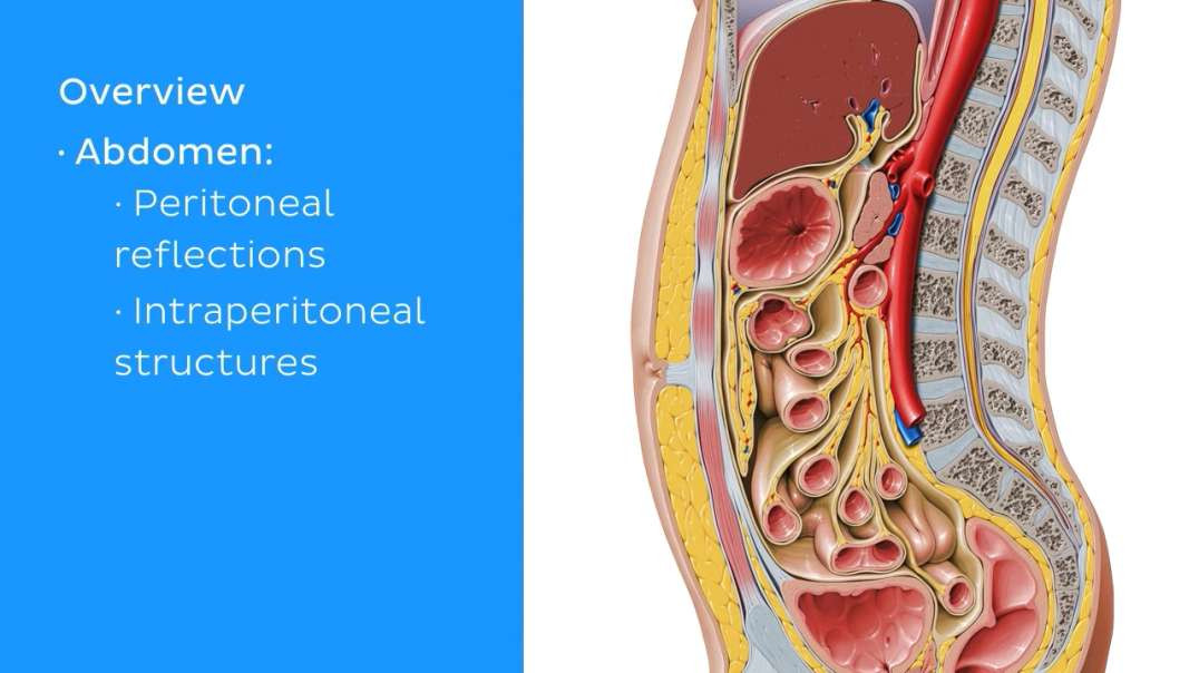 Peritoneal relations