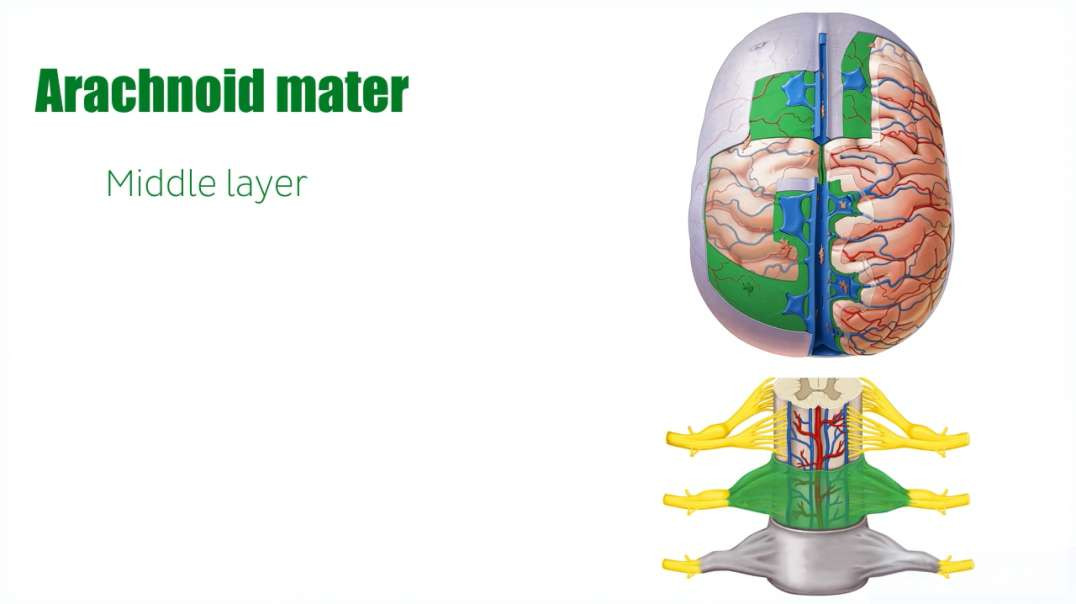 Arachnoid mater