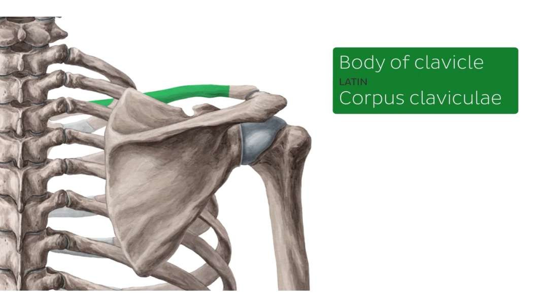 Bones of the dorsal trunk