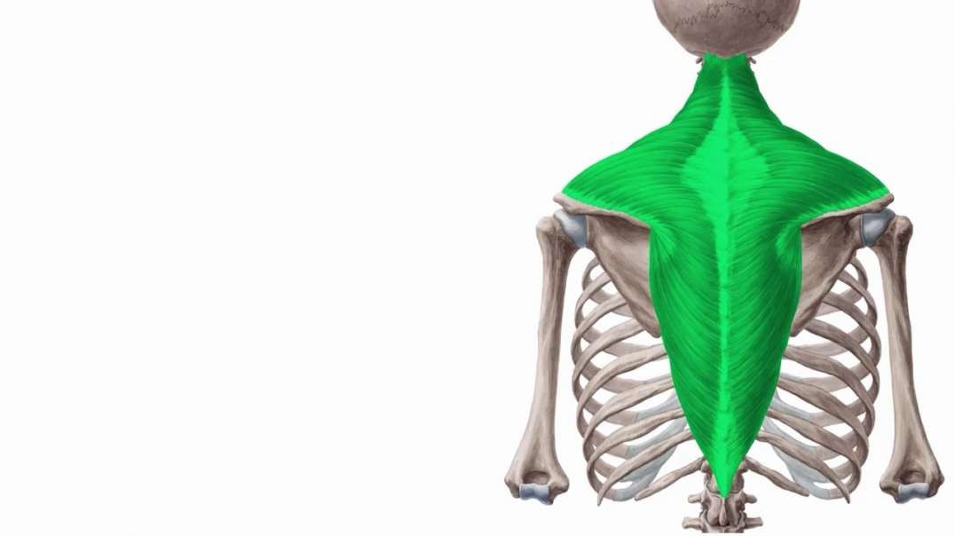 Introduction to the muscular system