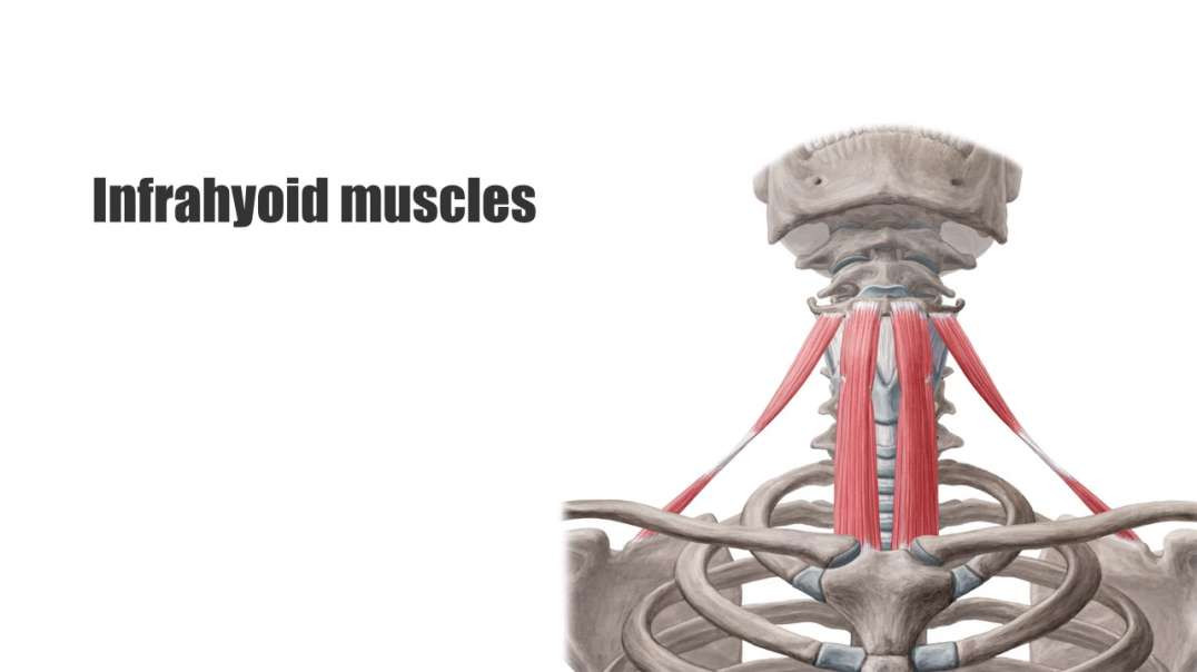 Infrahyoid muscles