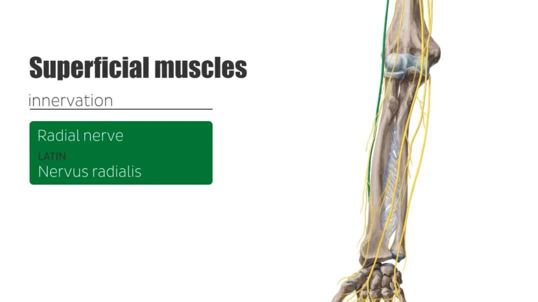 Posterior compartment of forearm muscles