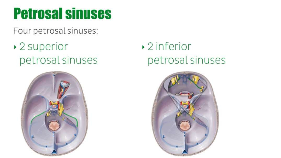 Petrosal sinuses