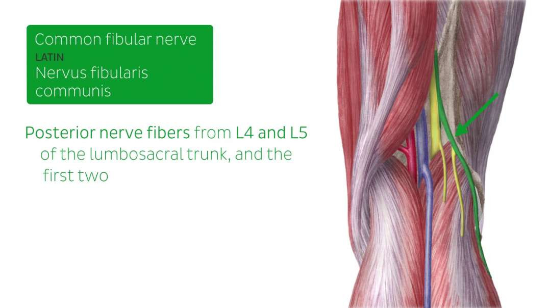 Sciatic nerve