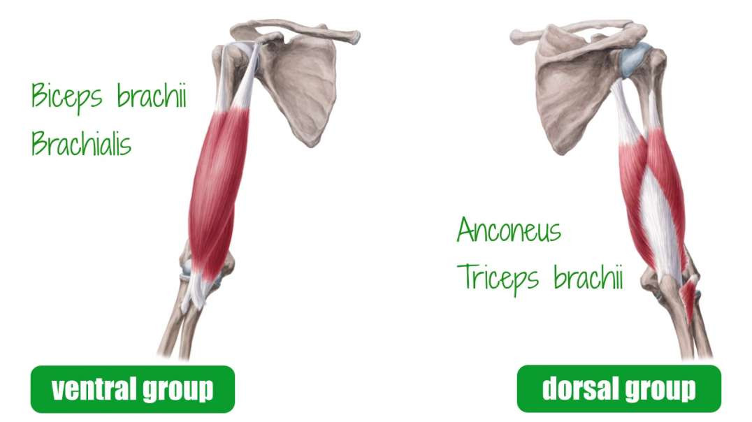 Functions of the arm muscles