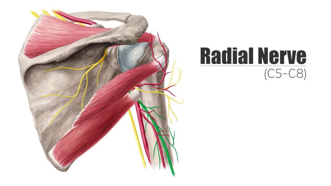 Radial nerve