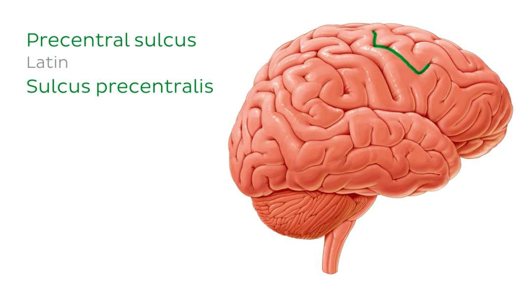 Lateral views of the brain