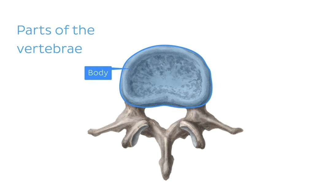 Veins of the vertebral column