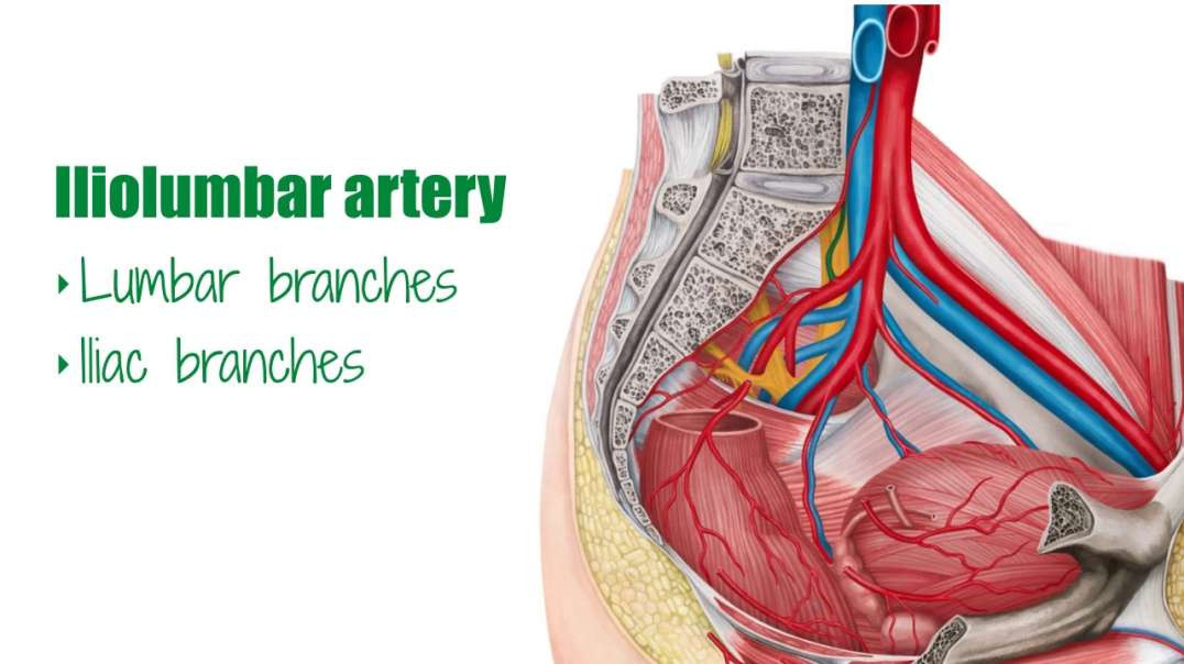 Arteries of lower extremity