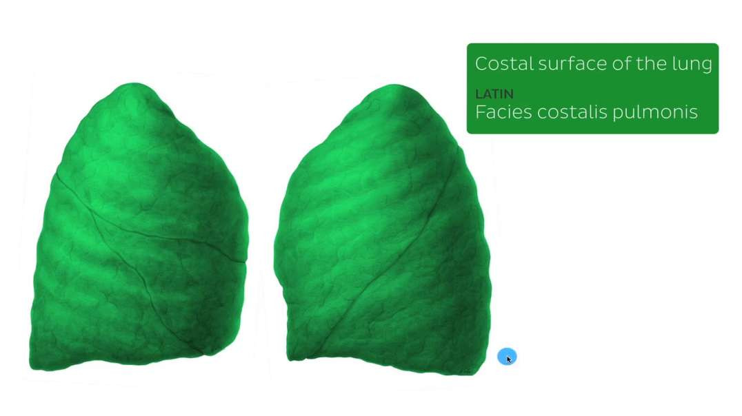 Lateral view of the Lungs