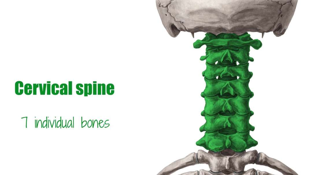 Cervical spine