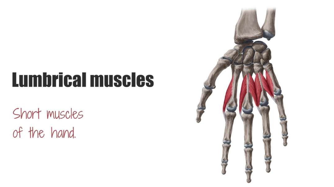 Lumbrical muscles of the hand