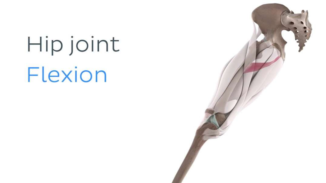 Functions of the adductor minimus muscle