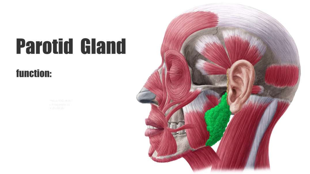 Parotid gland