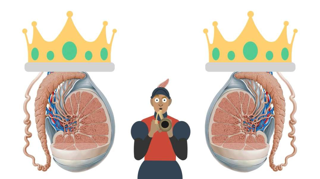 Testis and epididymis