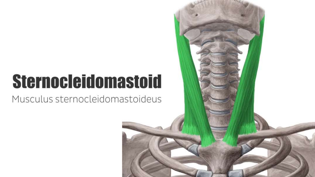 Sternocleidomastoid muscle