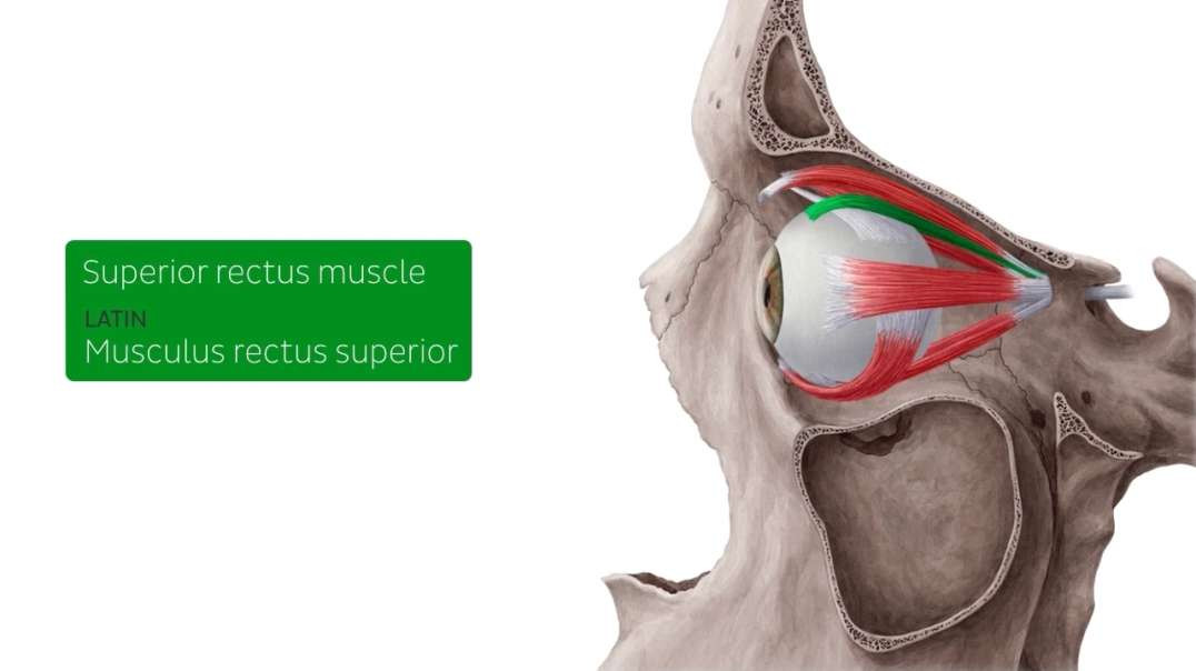 Superior rectus muscle