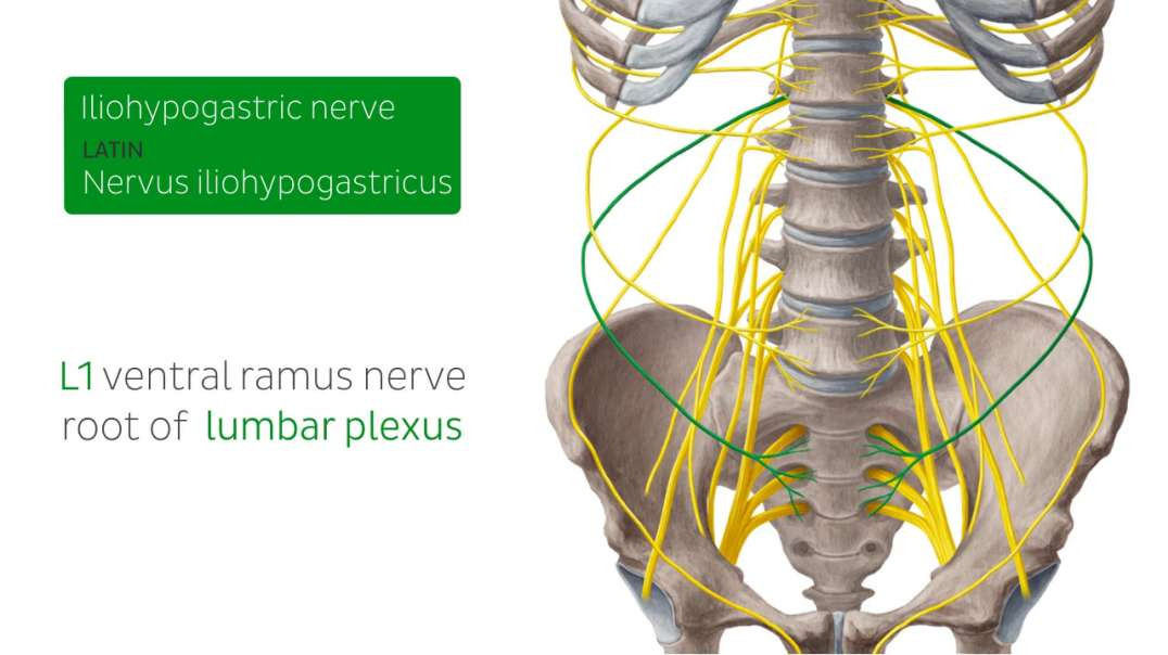 Iliohypogastric nerve