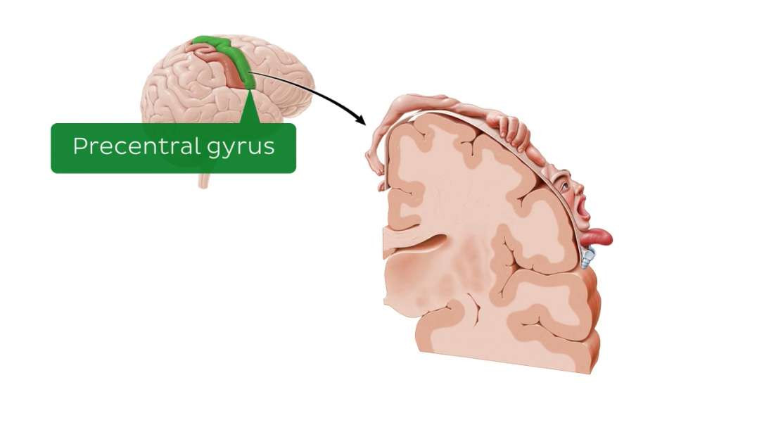 Motor and sensory cortical homunculus