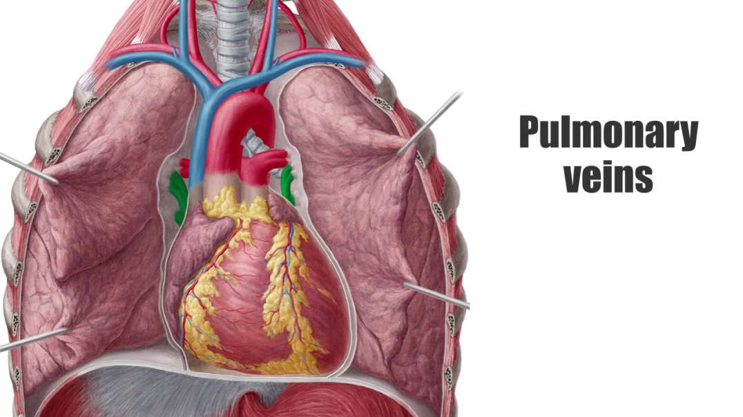 Left and right pulmonary veins