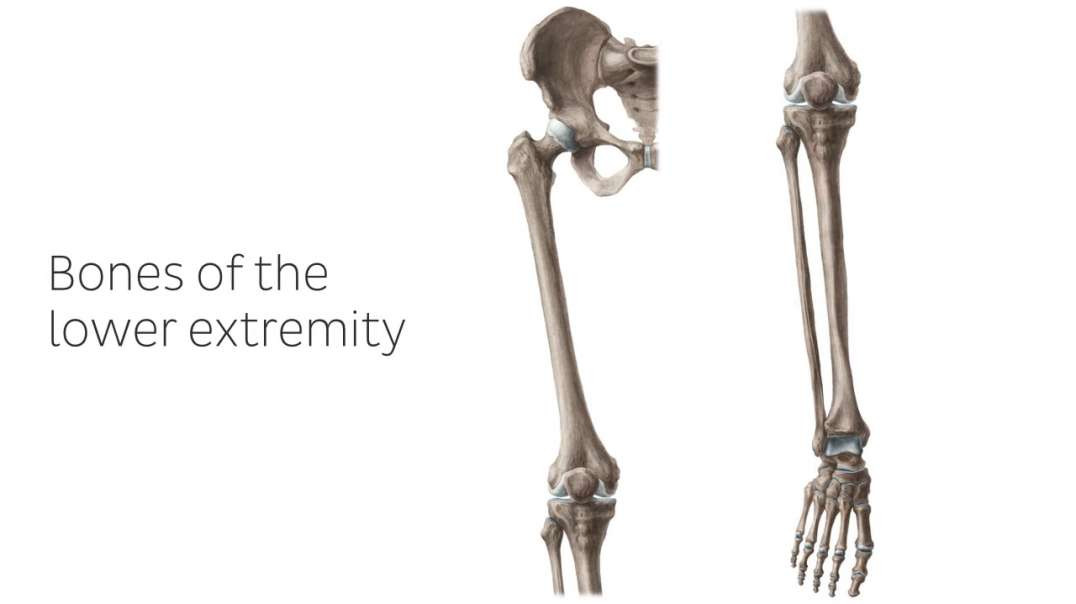 Bones of the lower extremity