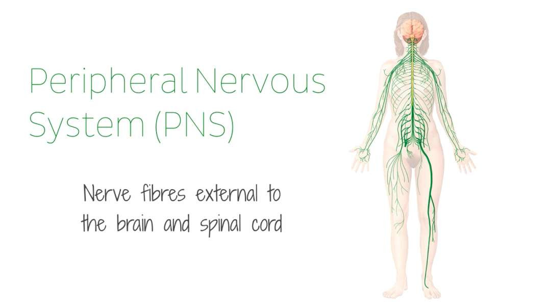 Peripheral nervous System