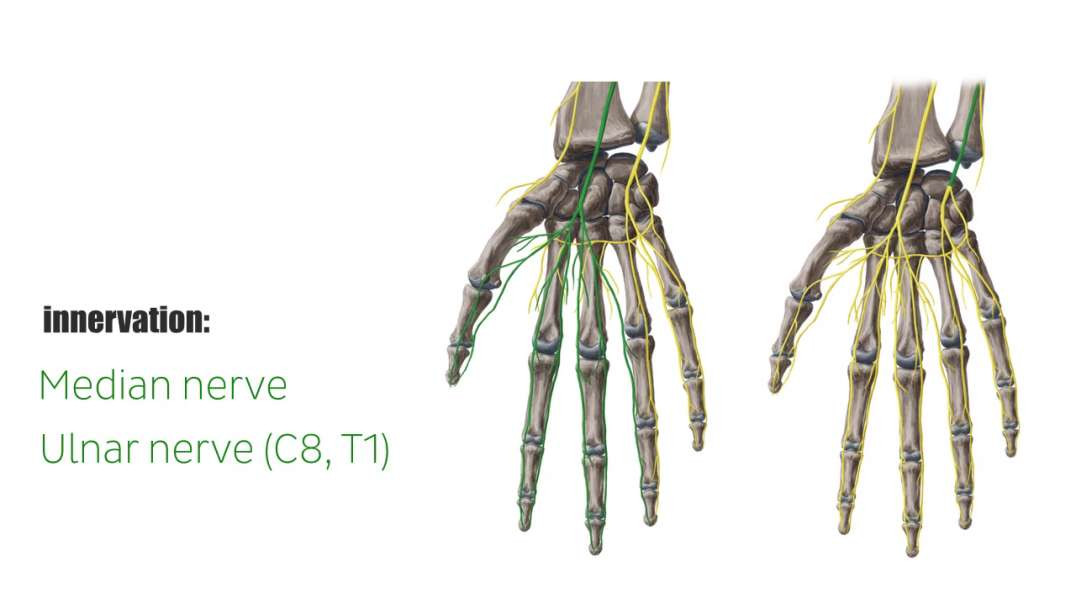 Flexor digitorum profundus muscle
